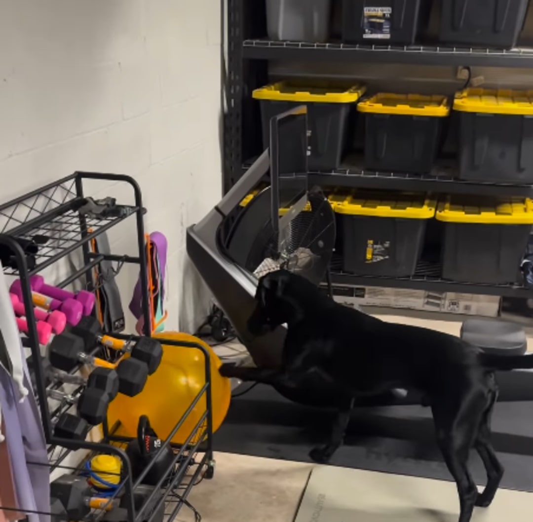 black dog in garage