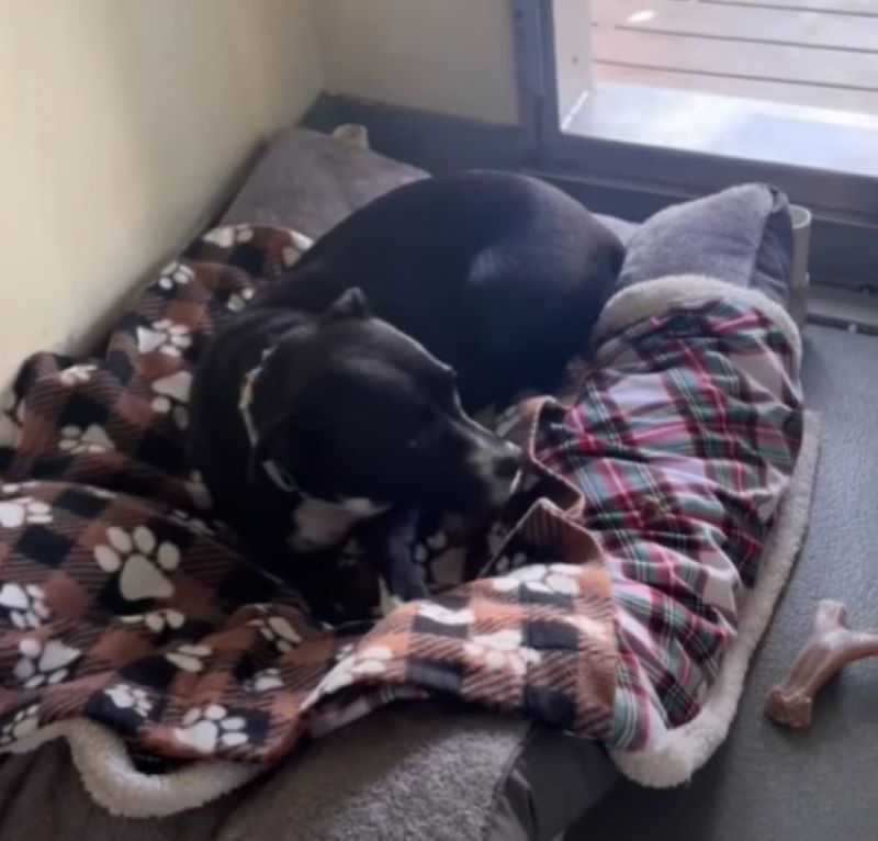 black dog in house