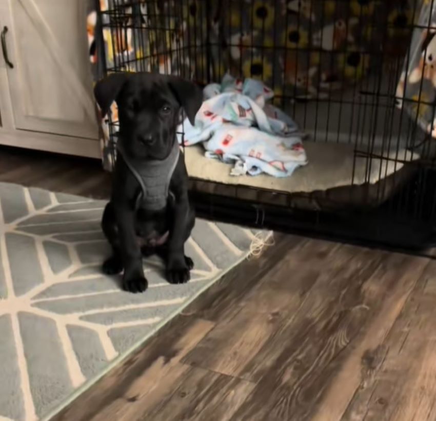 black dog in house