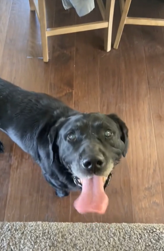 black dog in house