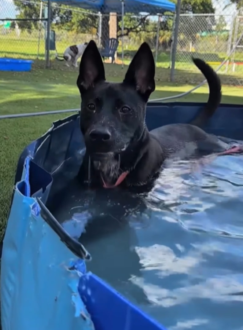 black dog in pool