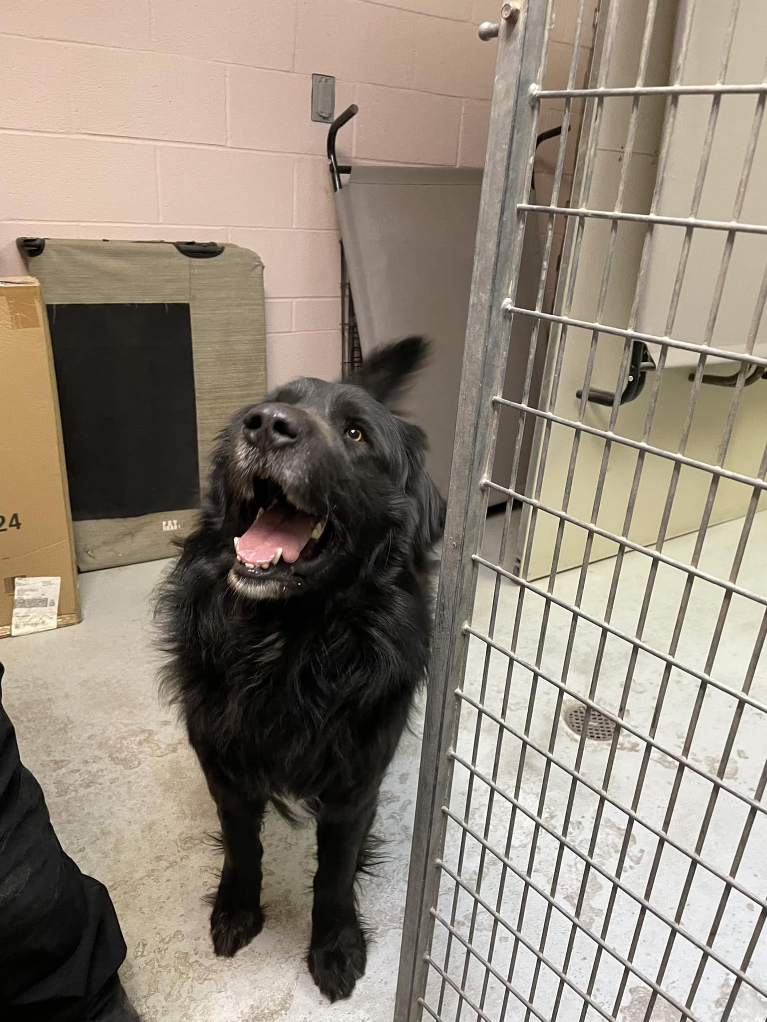 black dog in shelter