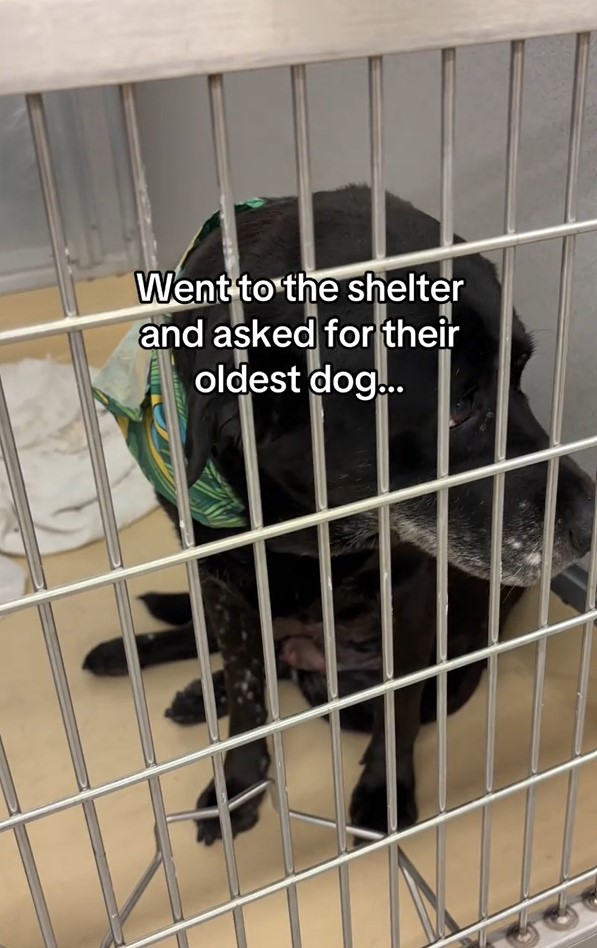 black dog in shelter
