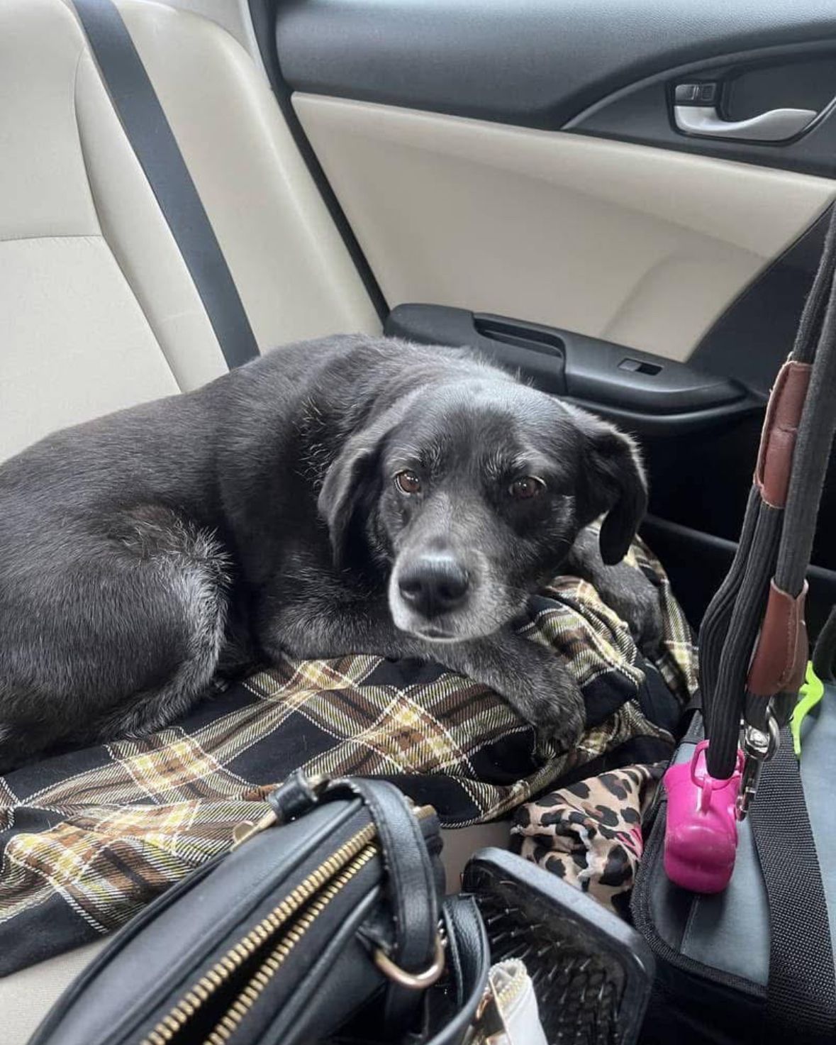 black dog in the car