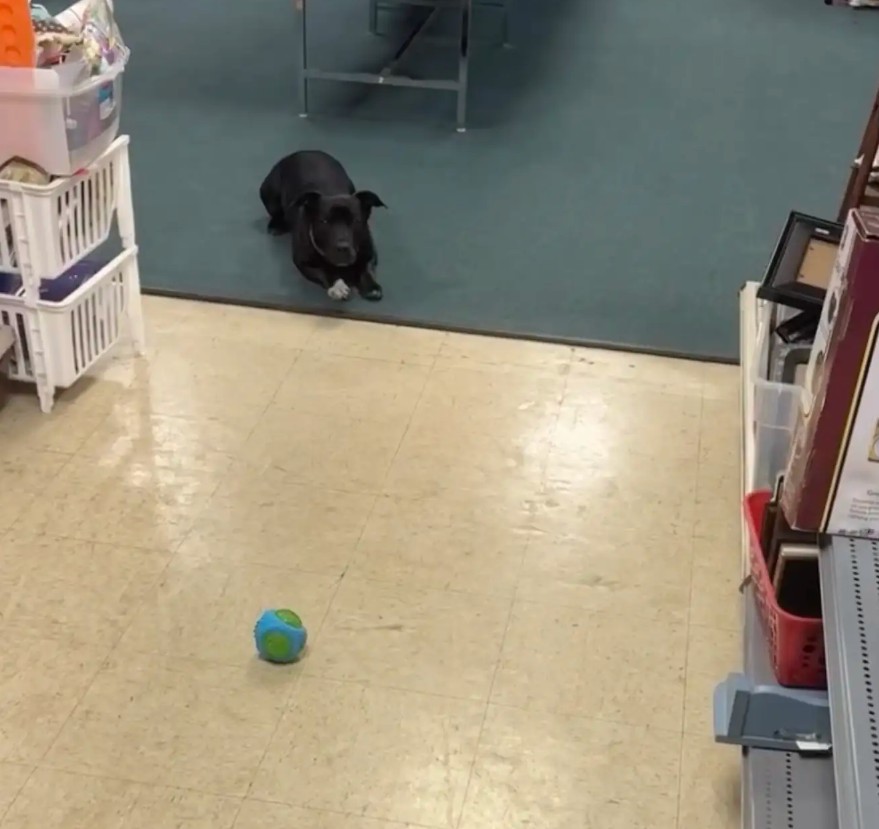 black dog in thrift store