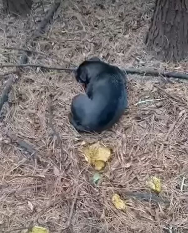 black dog in woods