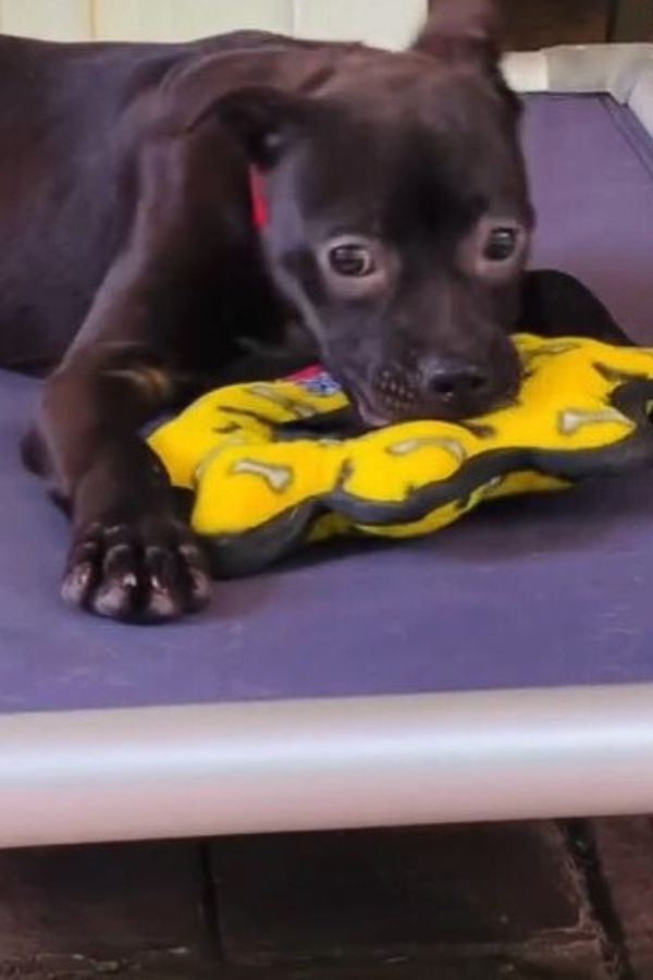 black dog laying down
