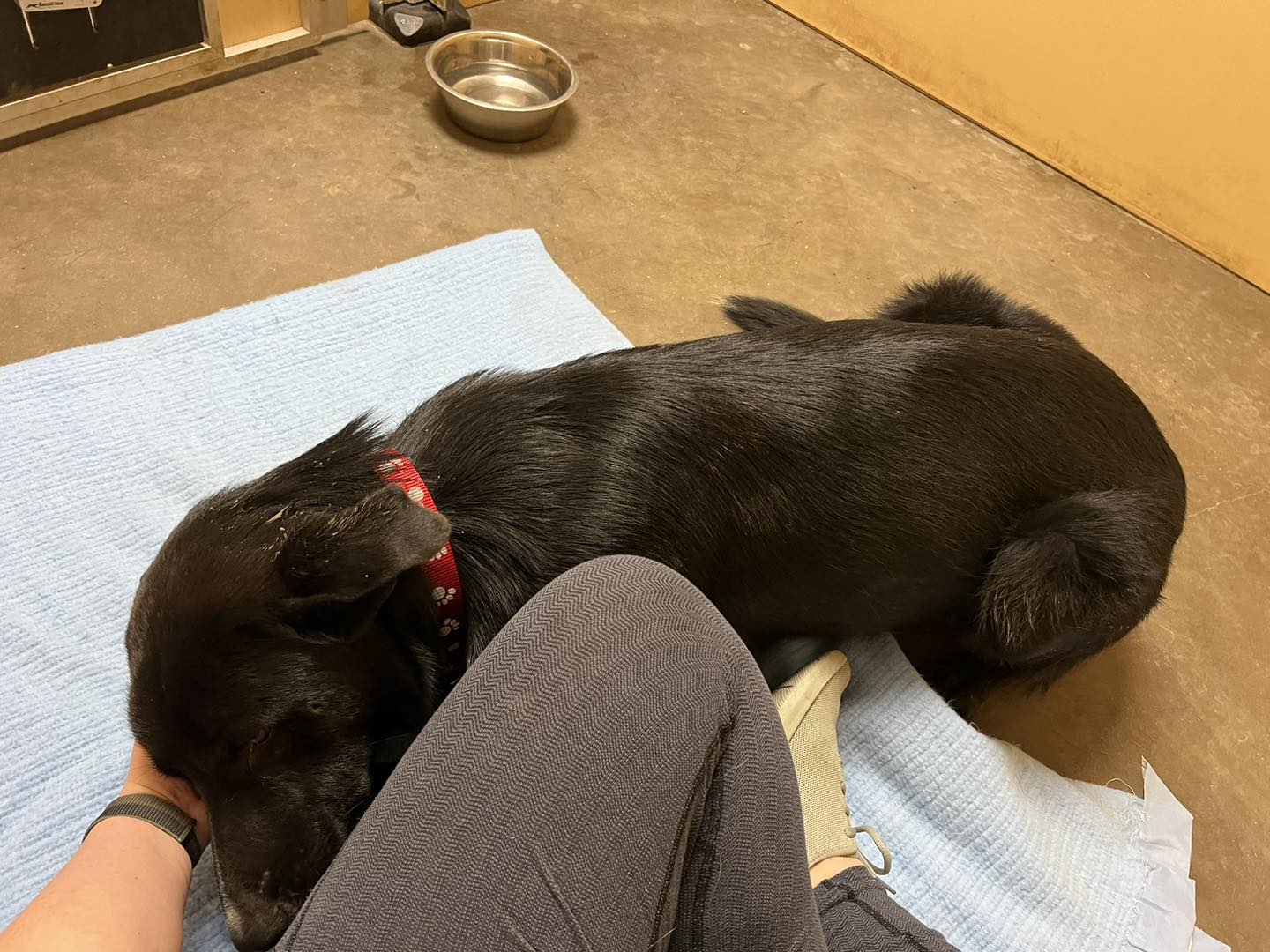 black dog laying down