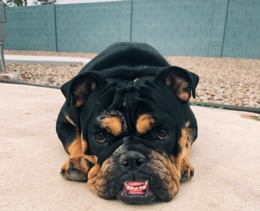 black dog laying down