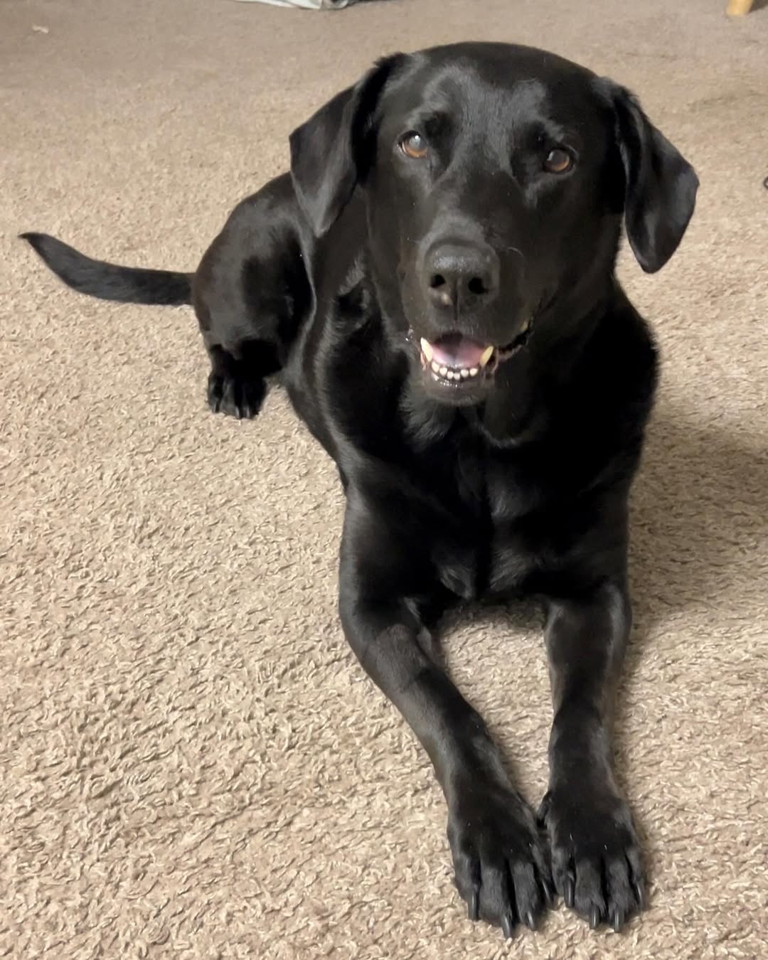 black dog laying down