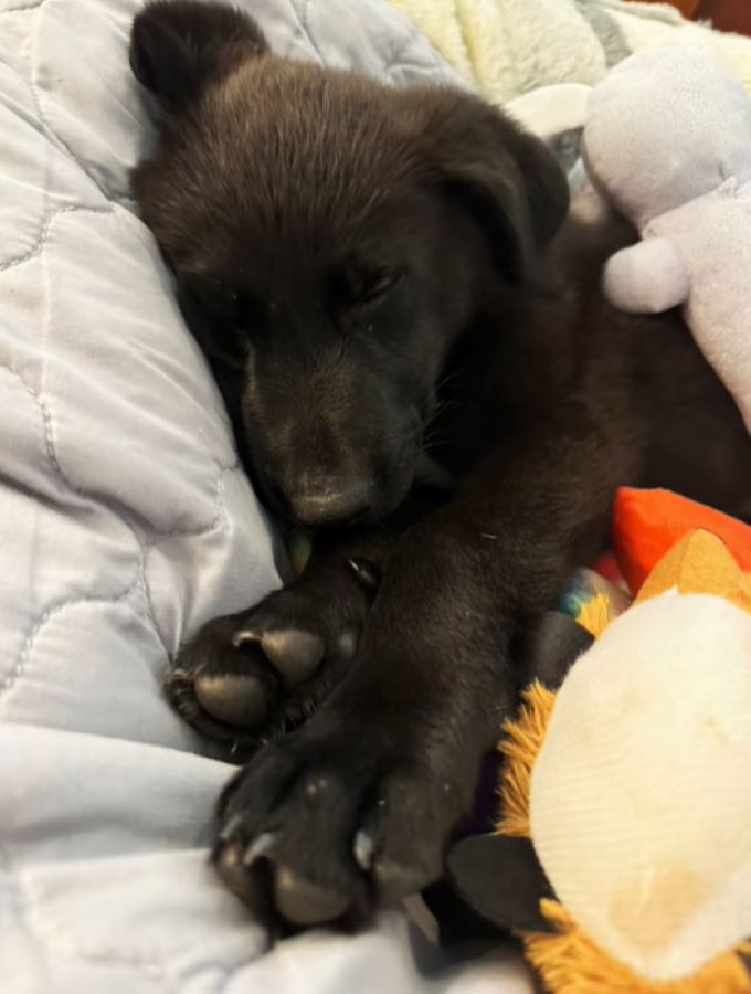 black dog laying in bed