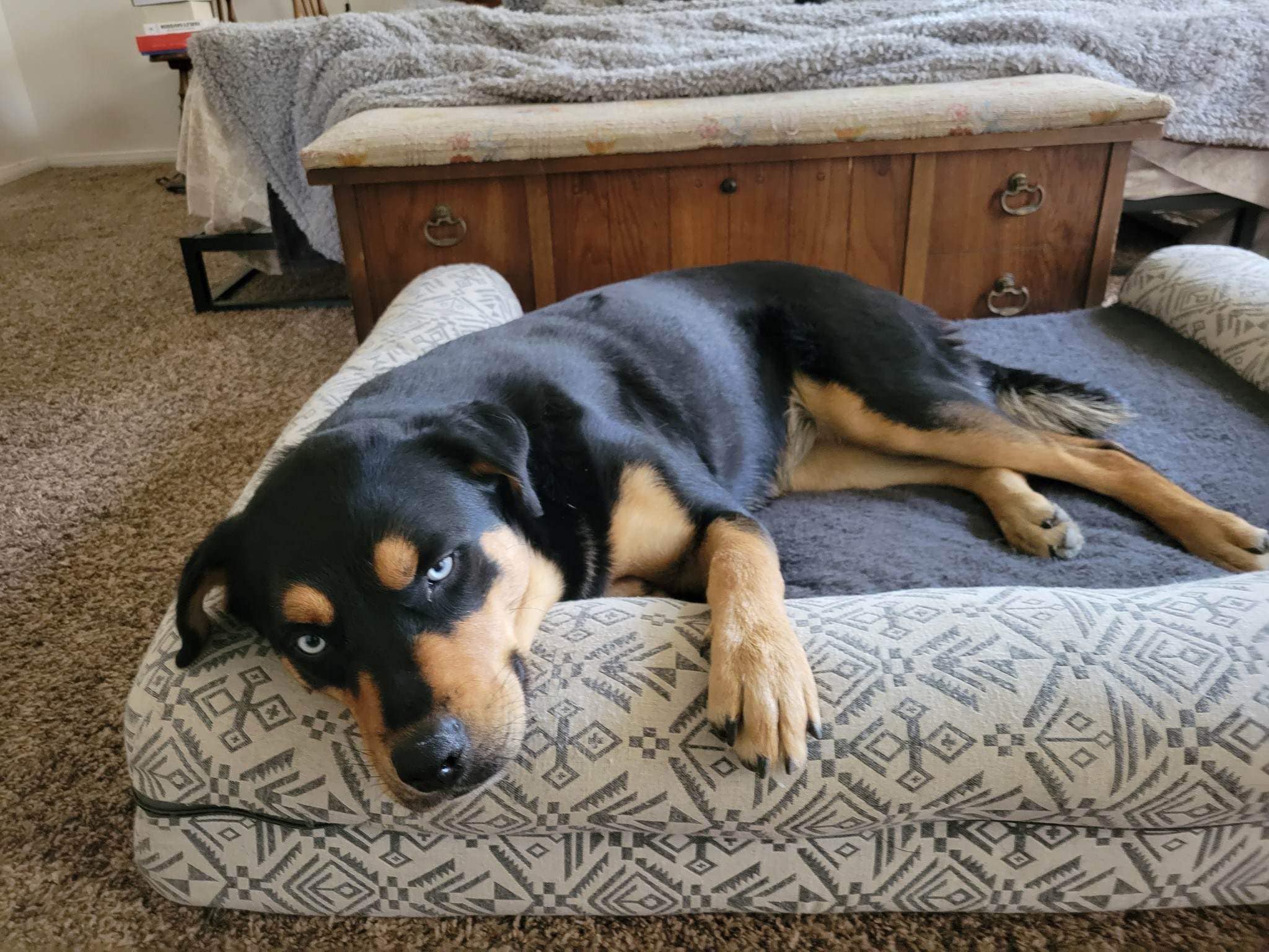 black dog laying in house