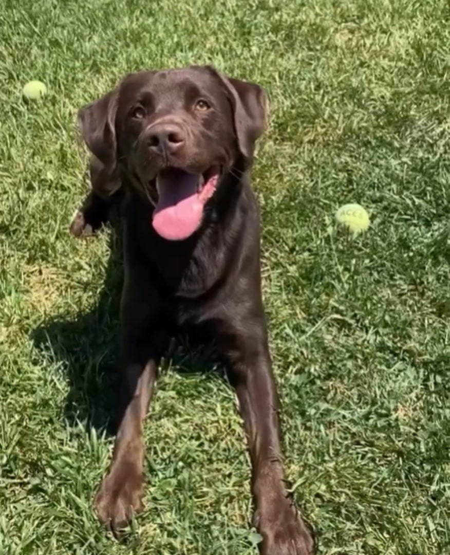 black dog laying on grass