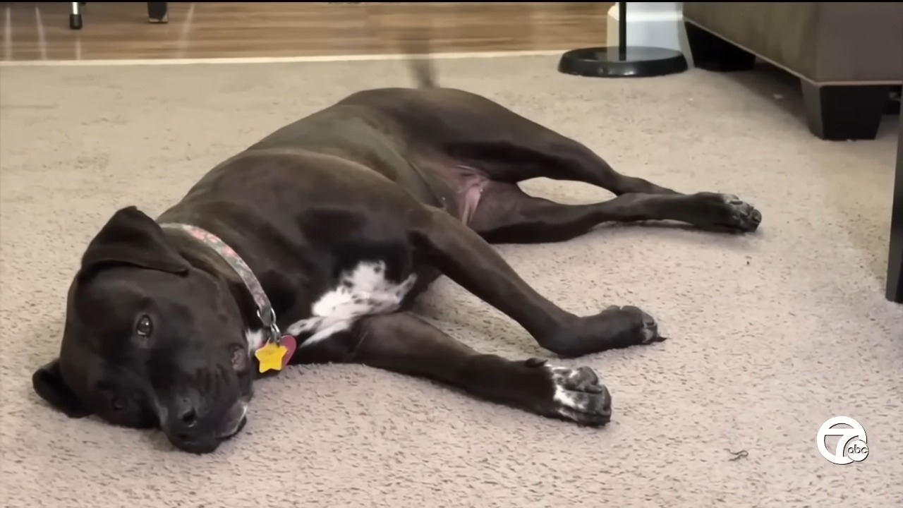 black dog laying on rug