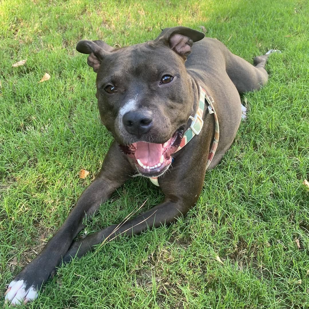 black dog laying on the grass