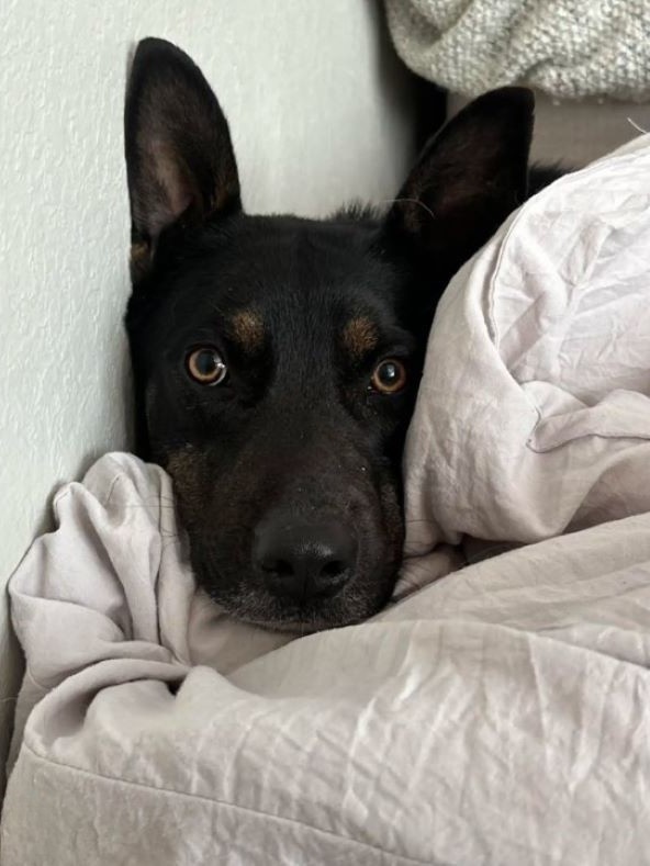 black dog lying comfortably