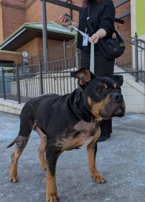 black dog on a leash