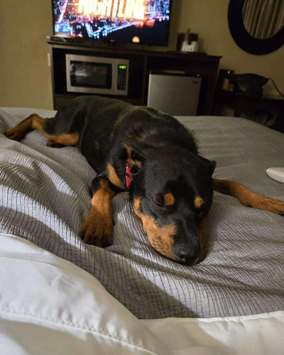 black dog on bed