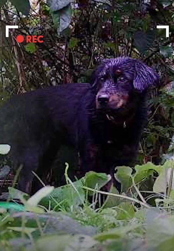 black dog on camera