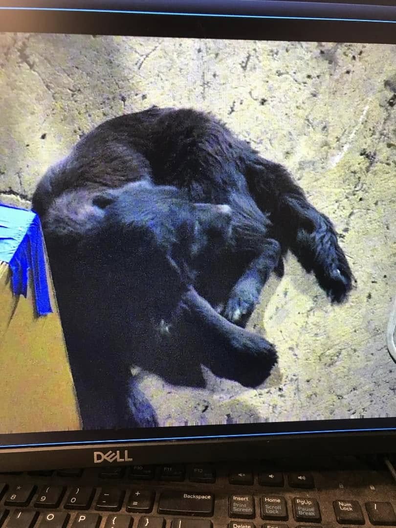black dog on camera