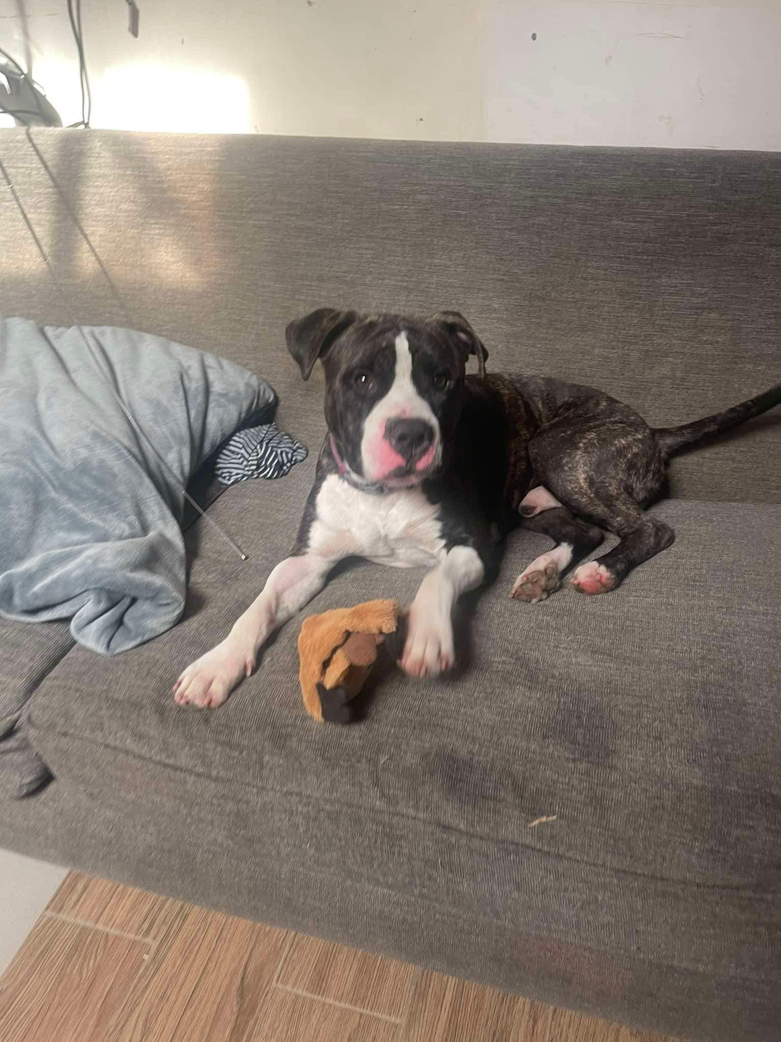 black dog on couch