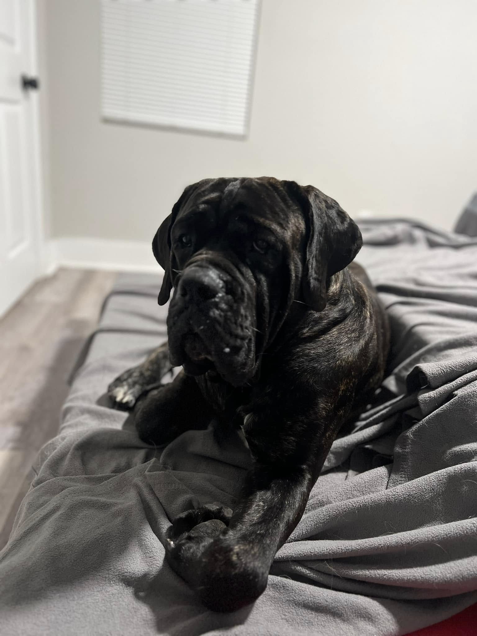black dog on couch