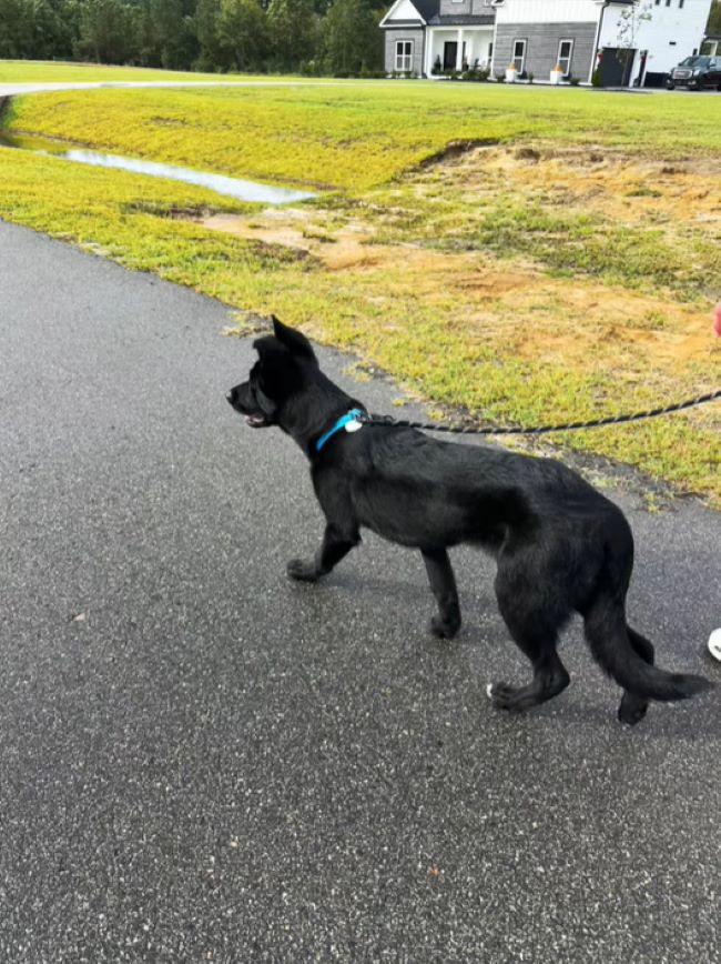 black dog on leash