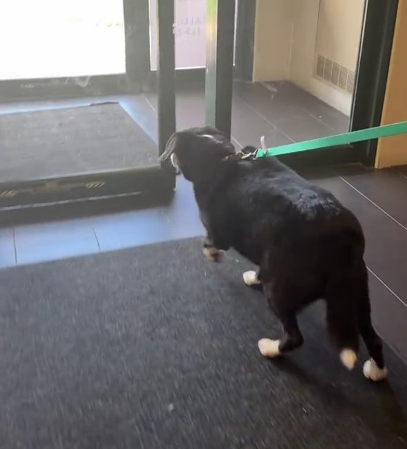black dog on leash