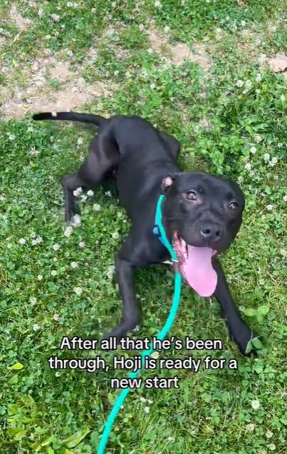 black dog on leash