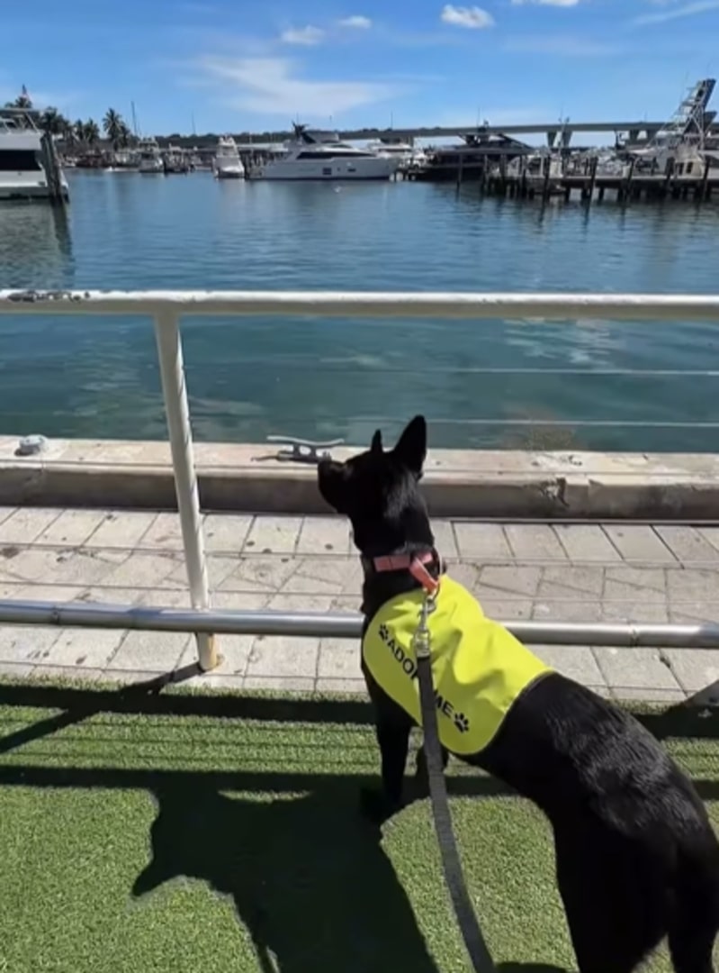 black dog on leash
