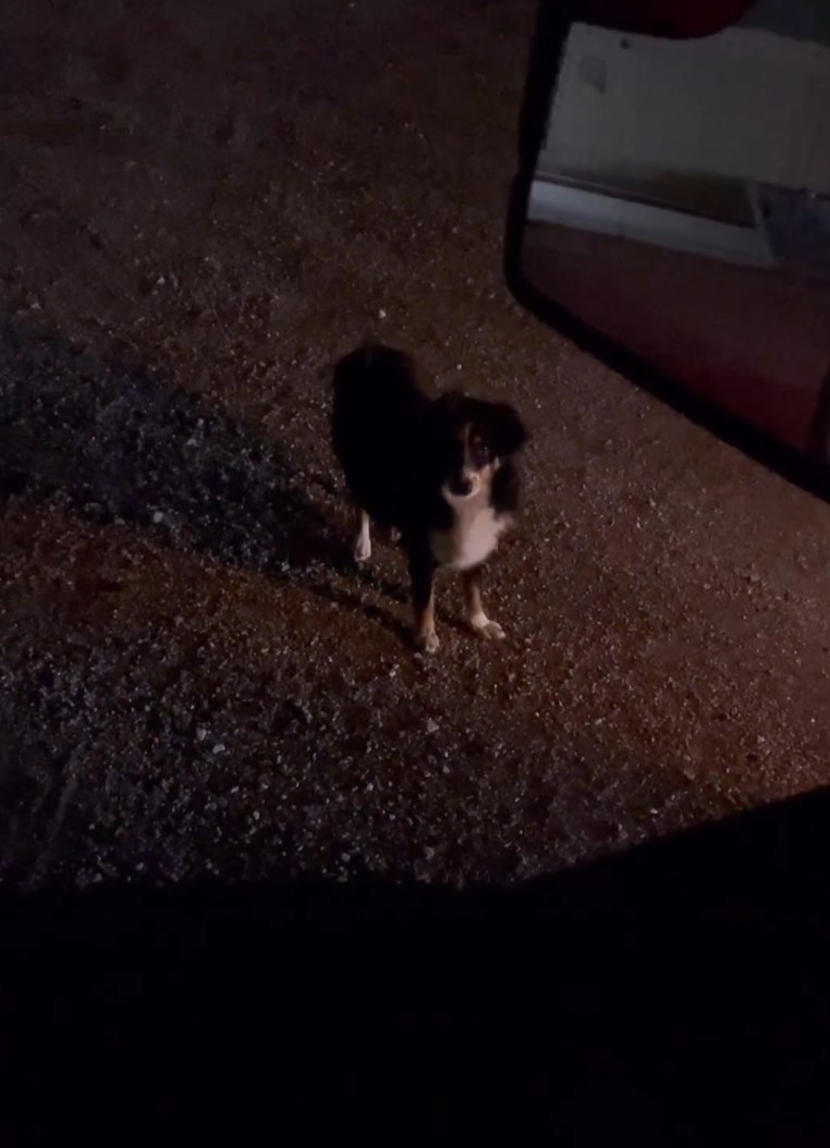 black dog on road