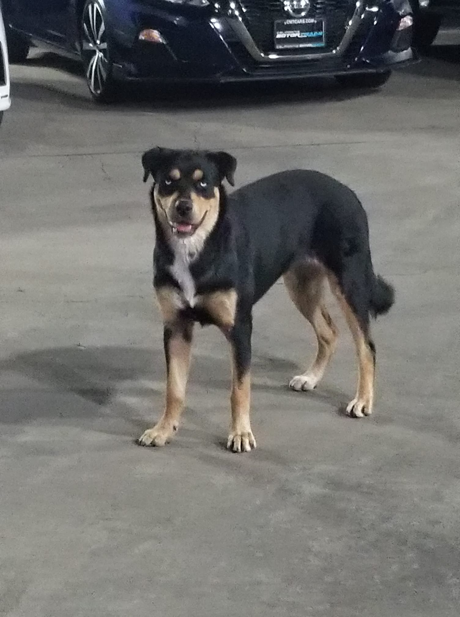 black dog on street