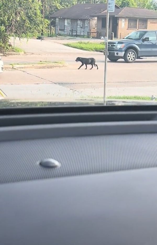 black dog roaming on street