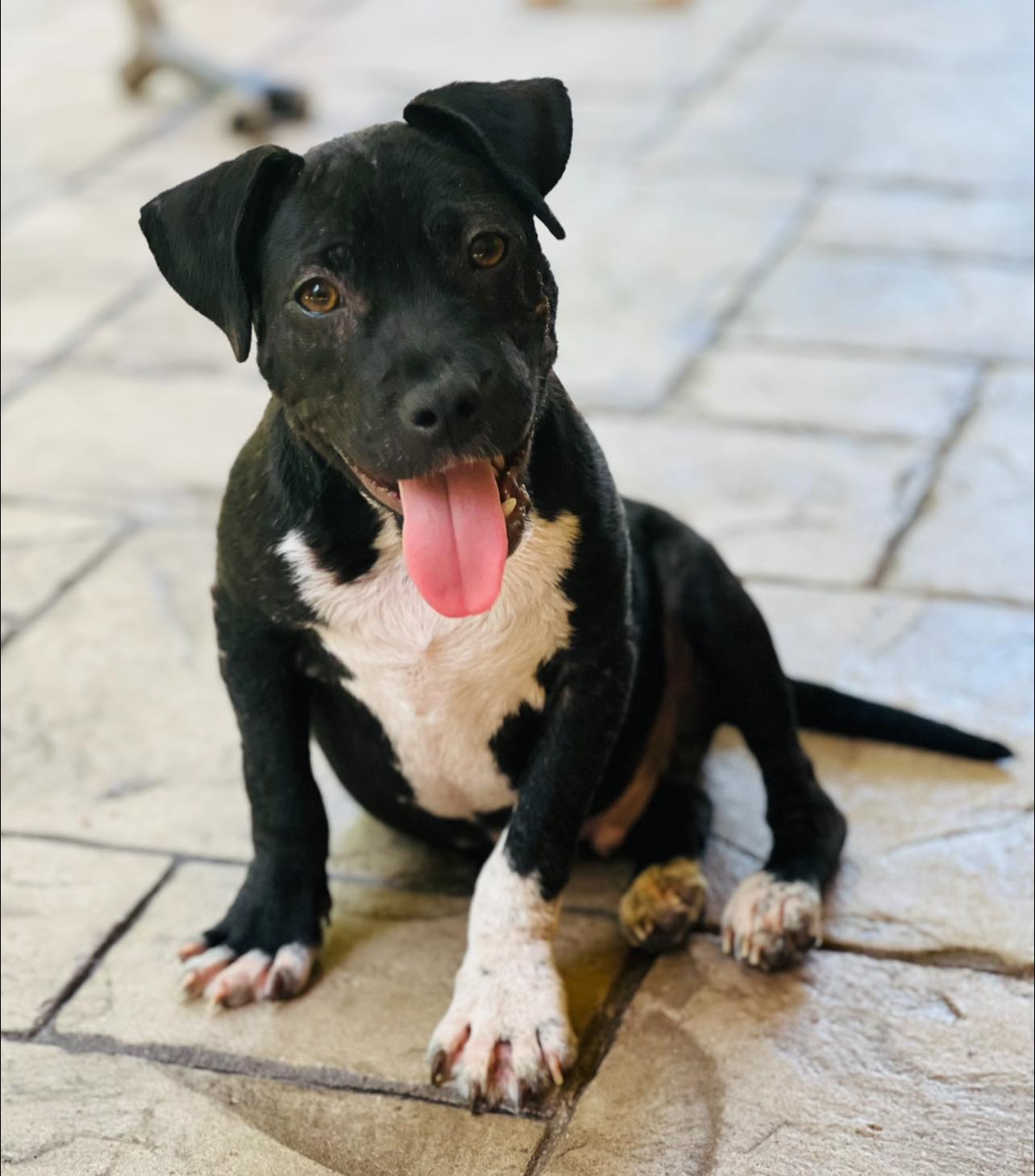 black dog sitting