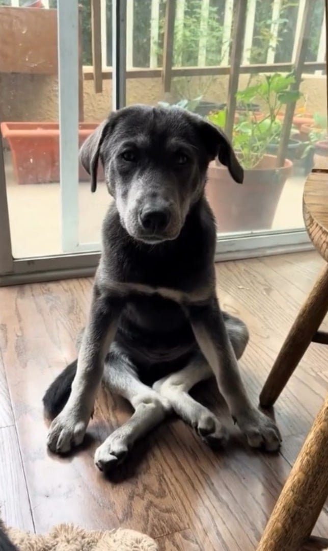 black dog sitting