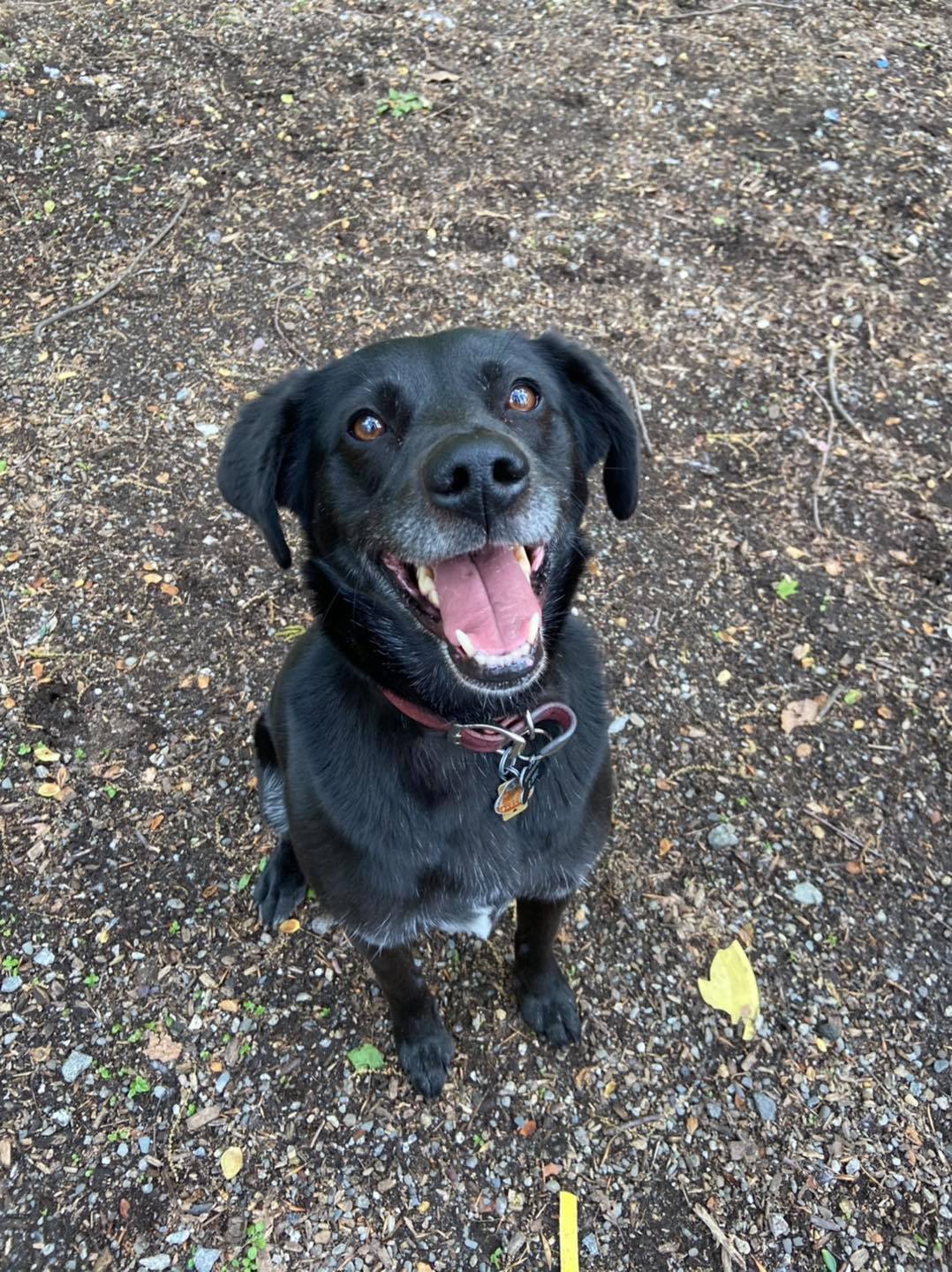 black dog sitting outside