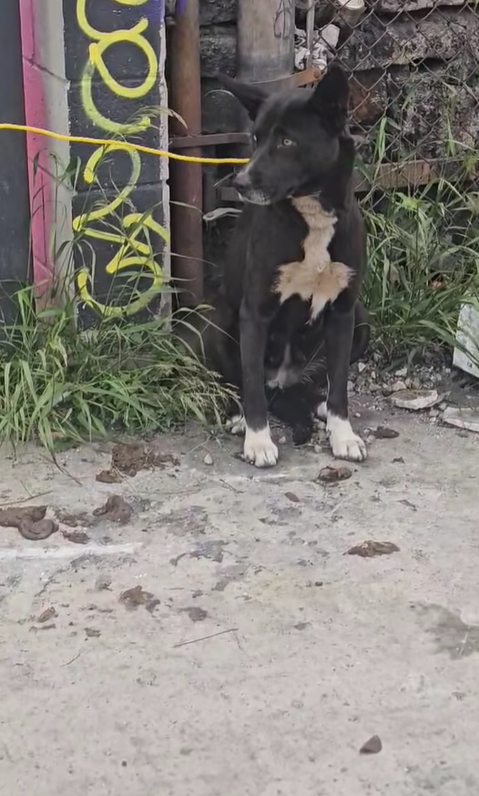black dog sitting