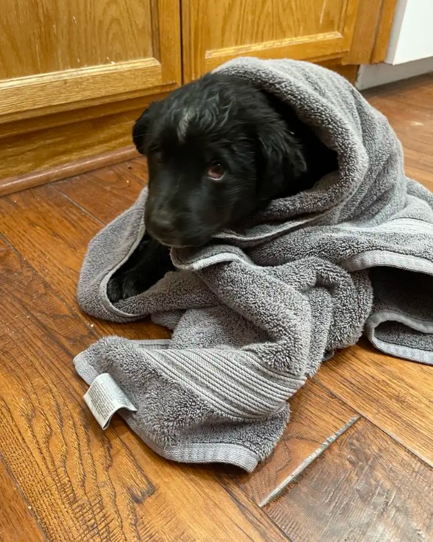 black dog under towel