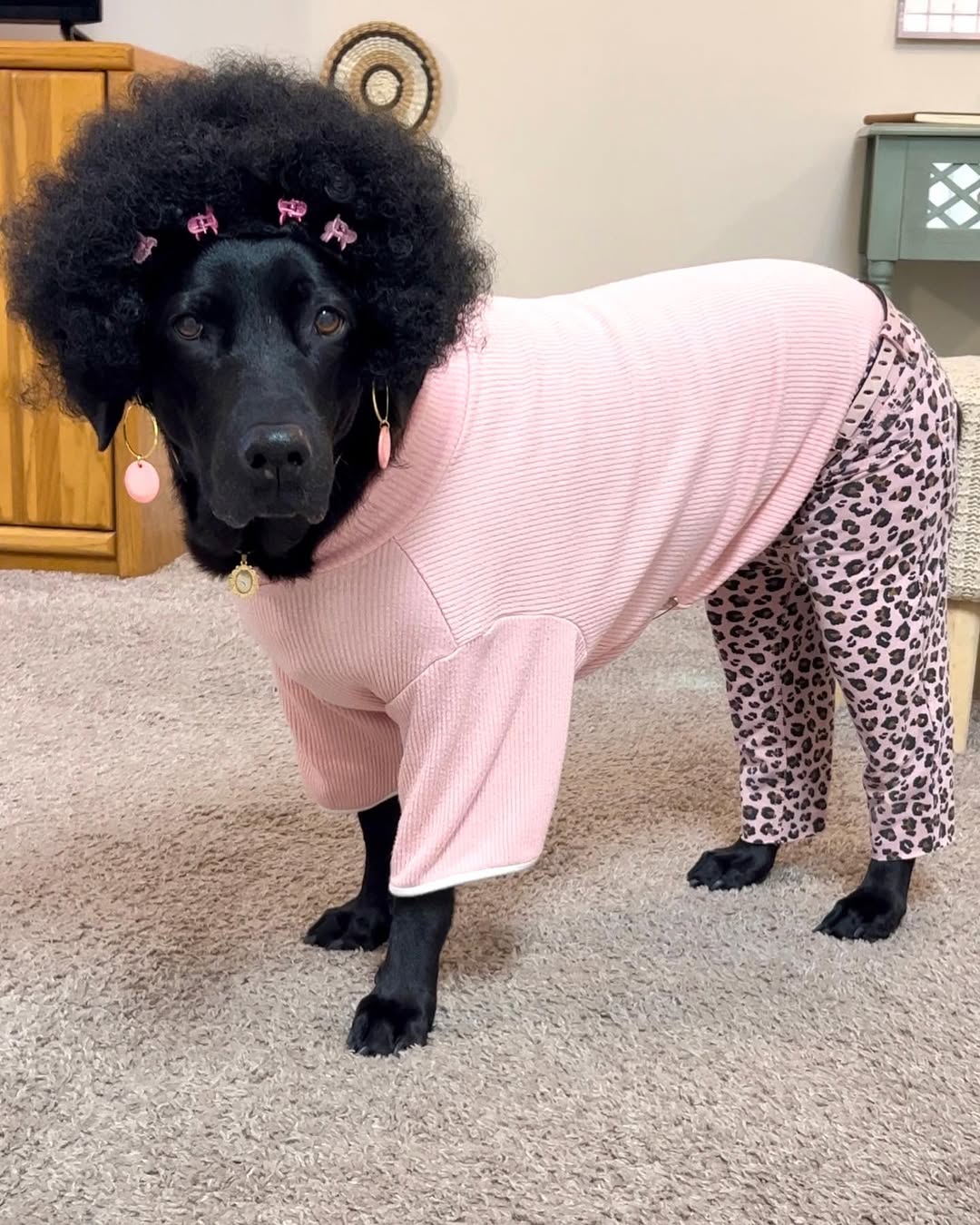 black dog with clothes on