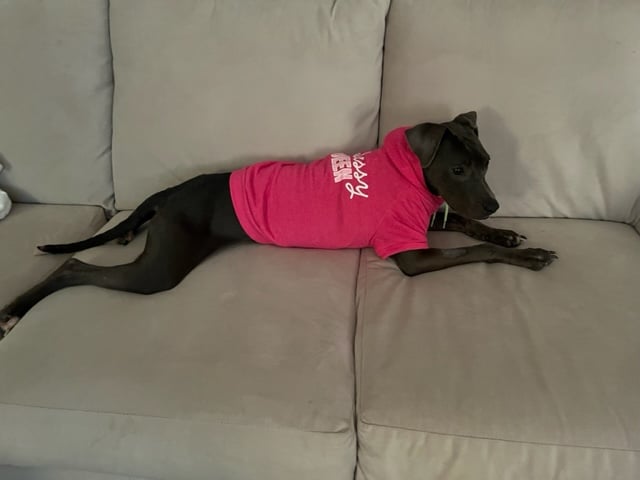 black dog with clothes on
