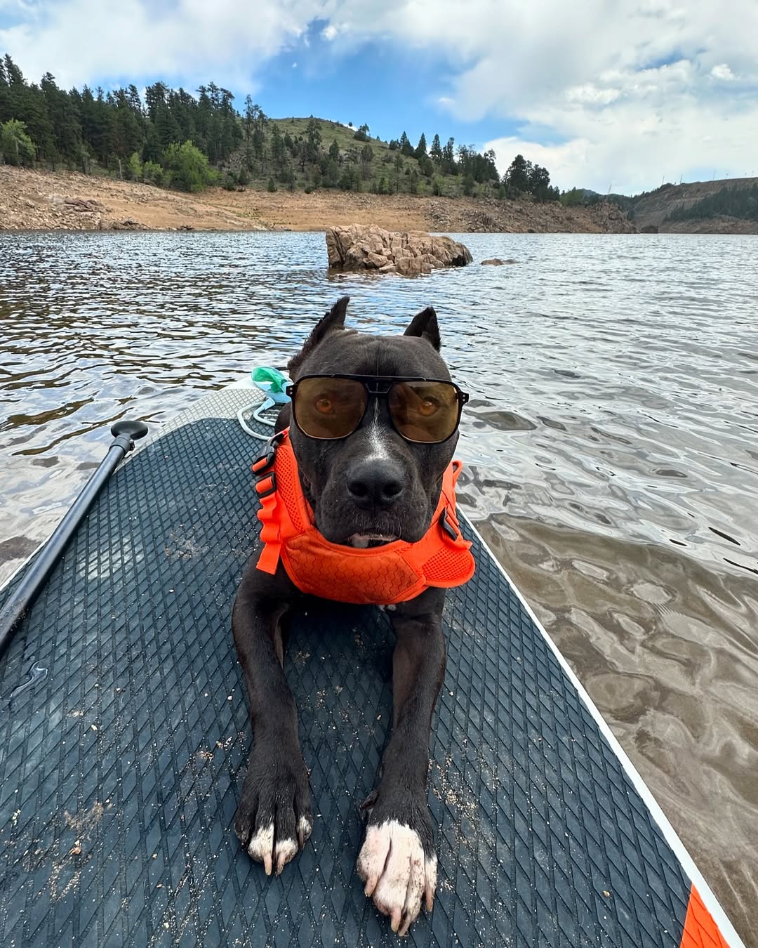black dog with glasses