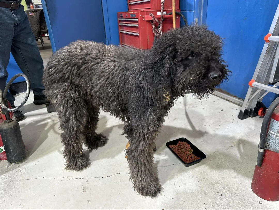 black dog with long fur