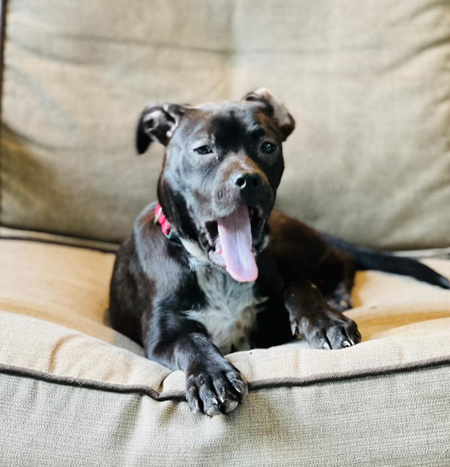 black dog yawning