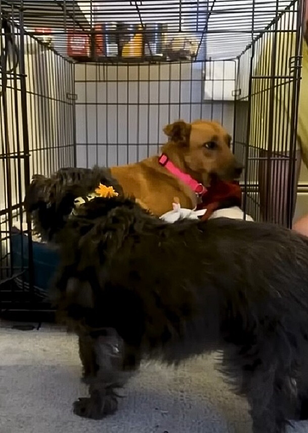 black fluffy dog and scared dog in crate