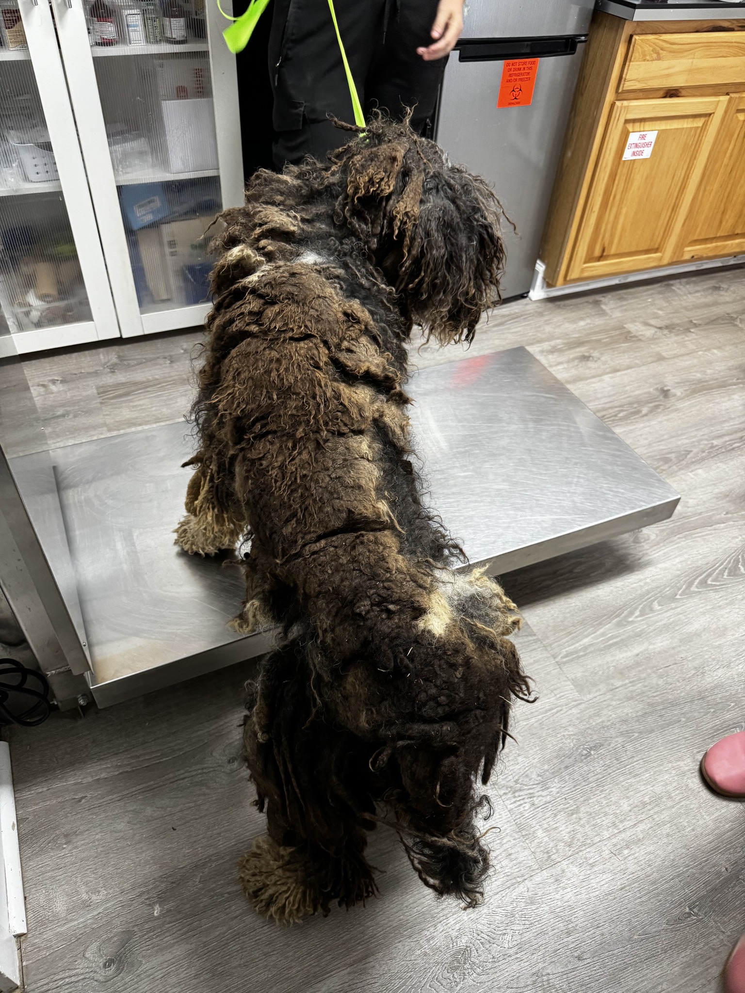 black matted dog