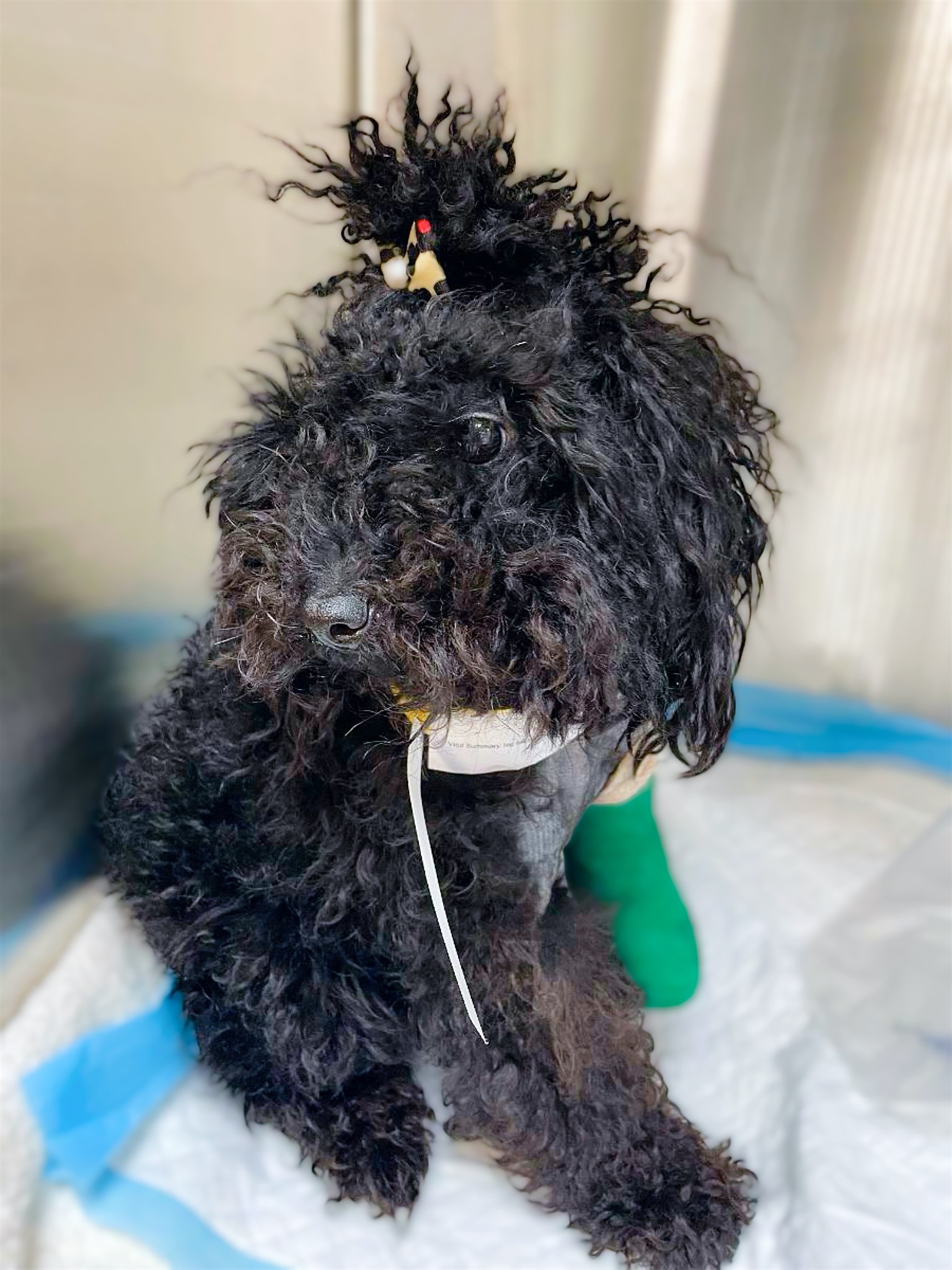 black mini poodle