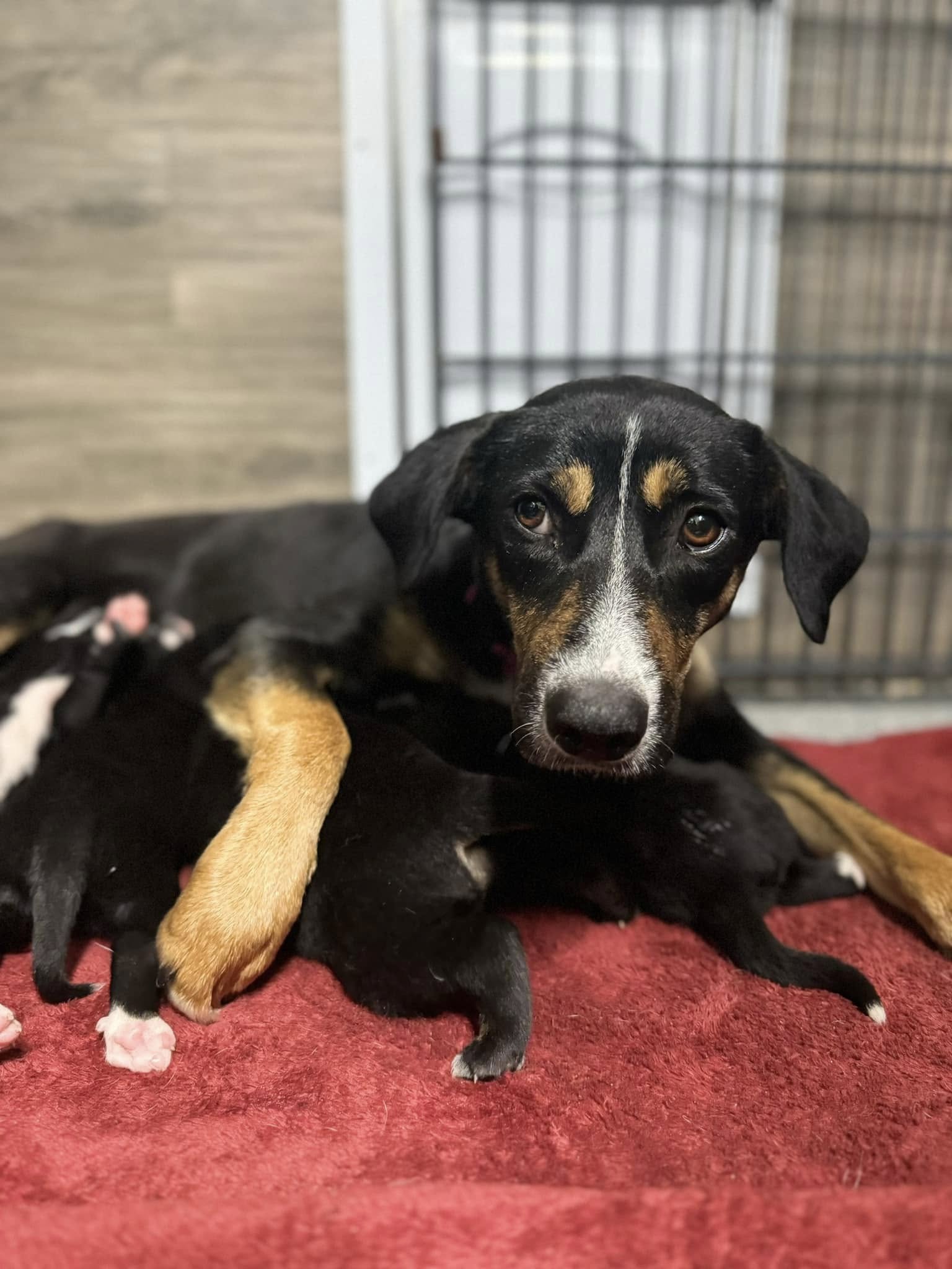 black mother dog feeding a puppies