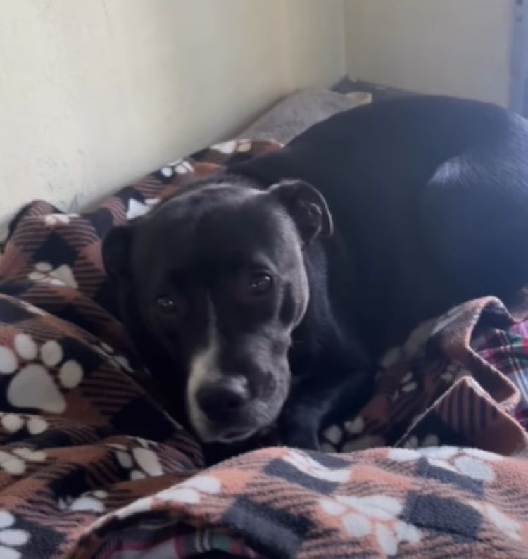 black mother dog in house