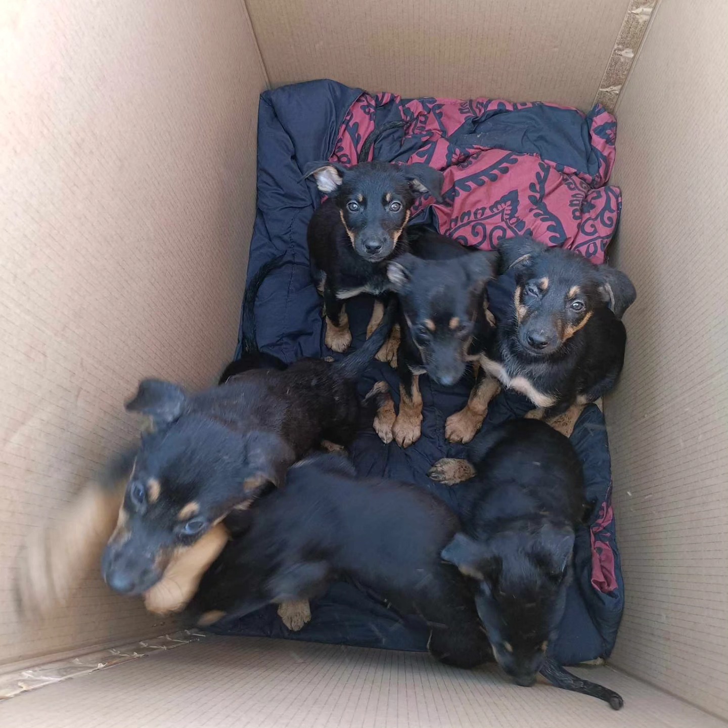 black puppies in box