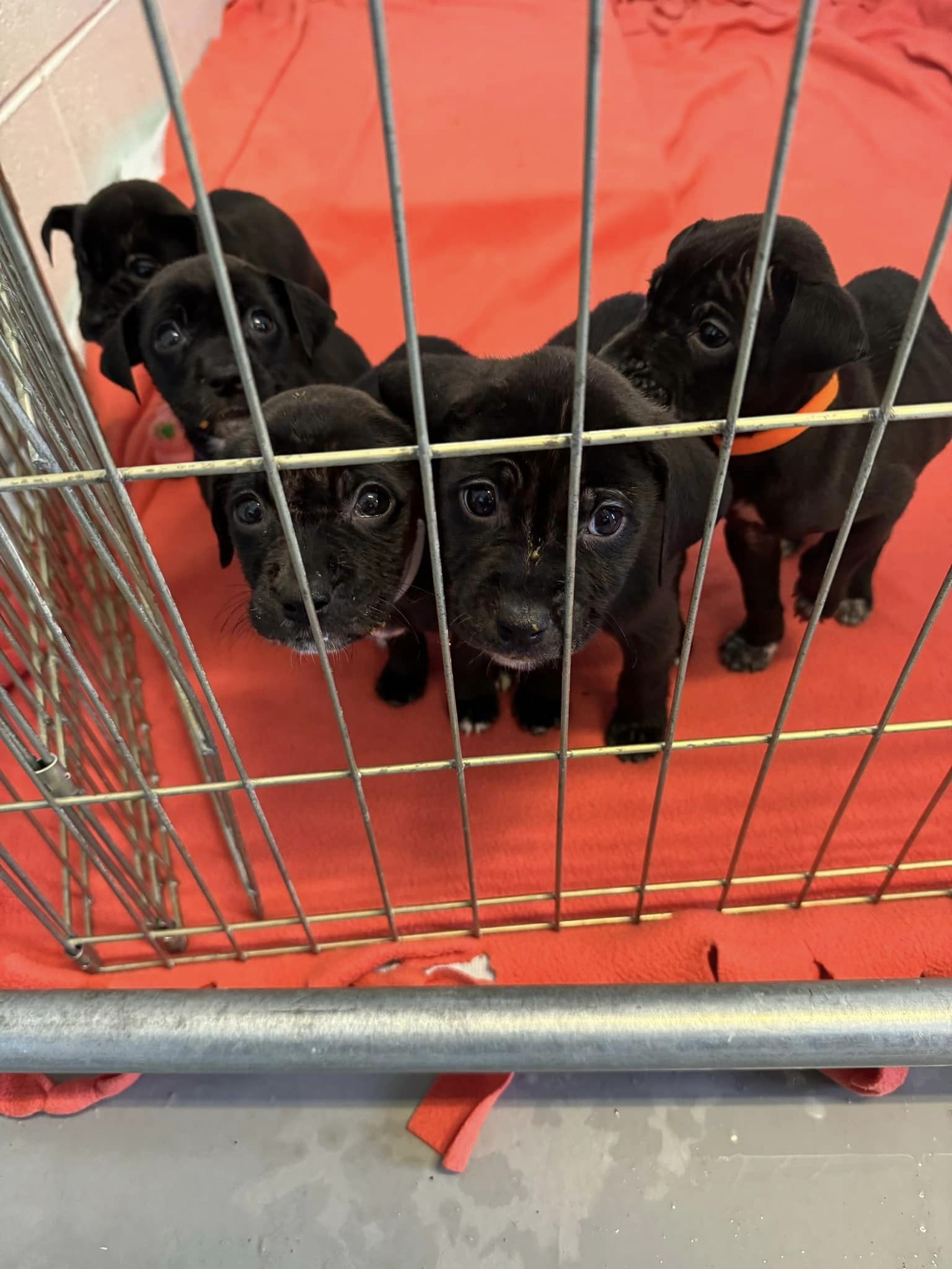 black puppies in crate